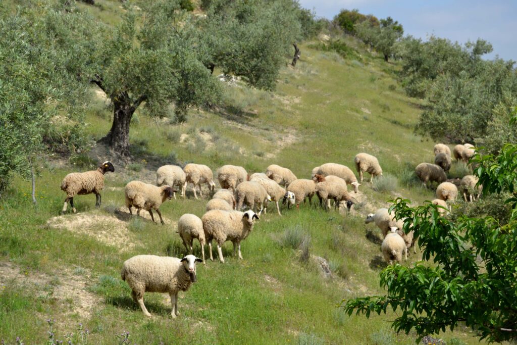 Oveja Montesina Olivares Manuel Molina